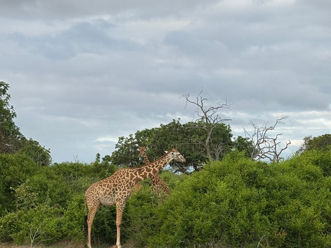 Little Lion Kenya con Rondo Veneziano-瓦塔木必去景点