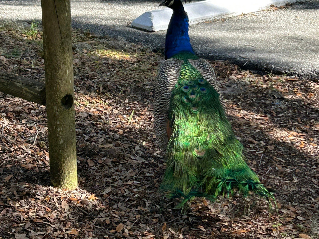 Magnolia Park-Apopka必去景点