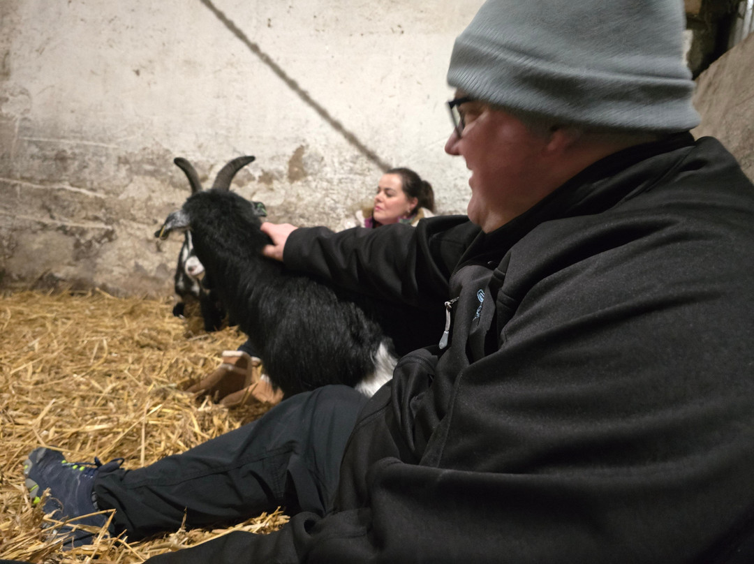 Kinedale Donkeys-Ballynahinch必去景点