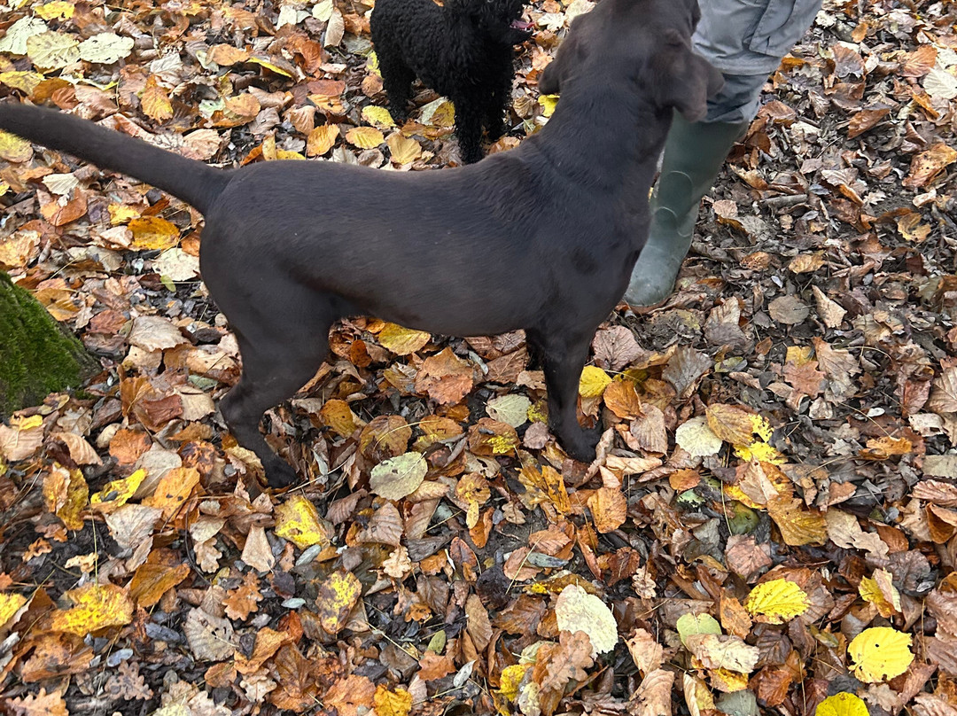 Scilla Truffle Hunting-Castelnuovo Don Bosco必去景点