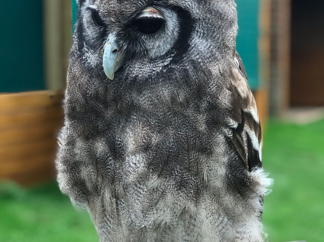 Devon Bird of Prey Centre-牛顿阿伯里必去景点