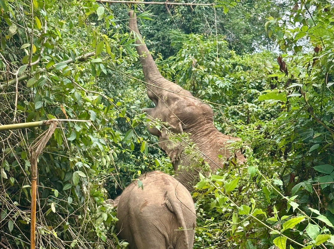 MandaLao Elephant Conservation-琅勃拉邦必去景点