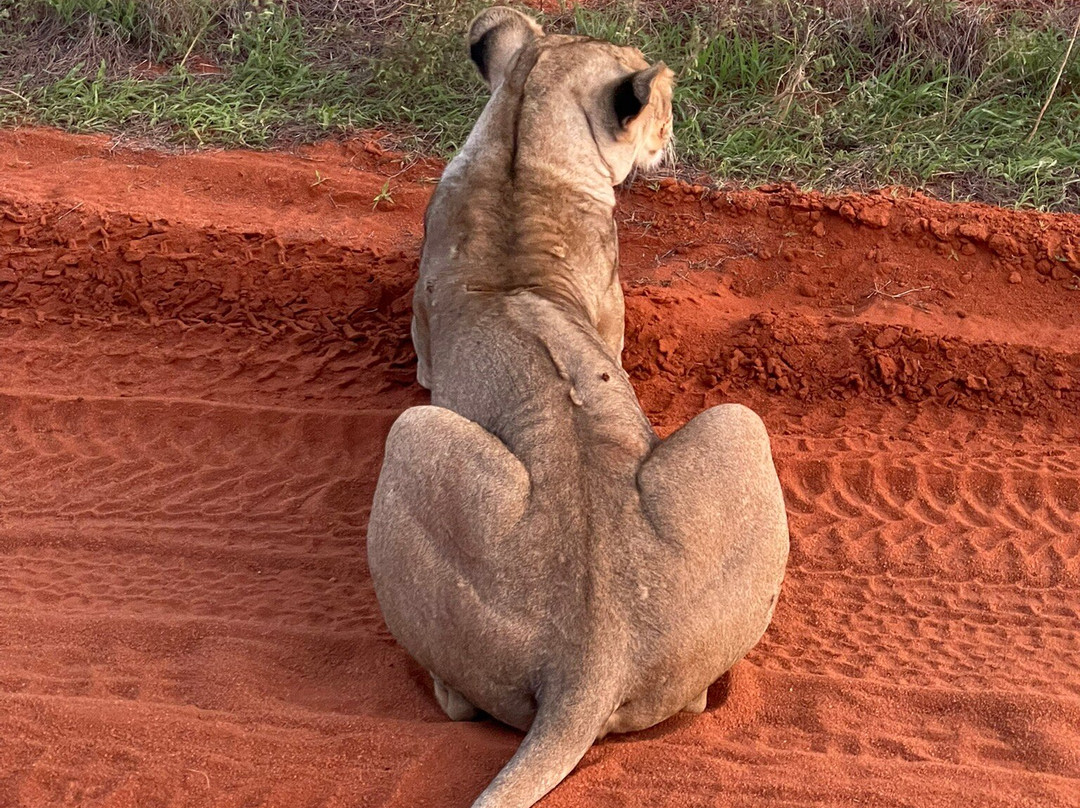 Malik Safari-马林地必去景点