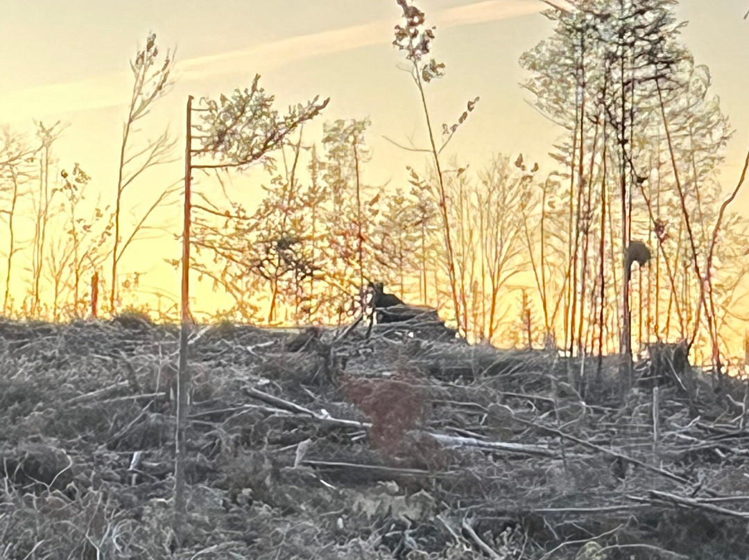 Young's Guide Service-Greenville必去景点