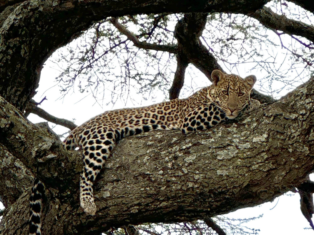 Unlimited Expeditions - The Soul Of Tanzania-阿鲁沙必去景点