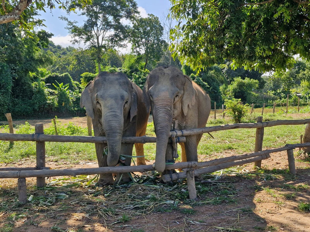 MandaLao Elephant Conservation-琅勃拉邦必去景点