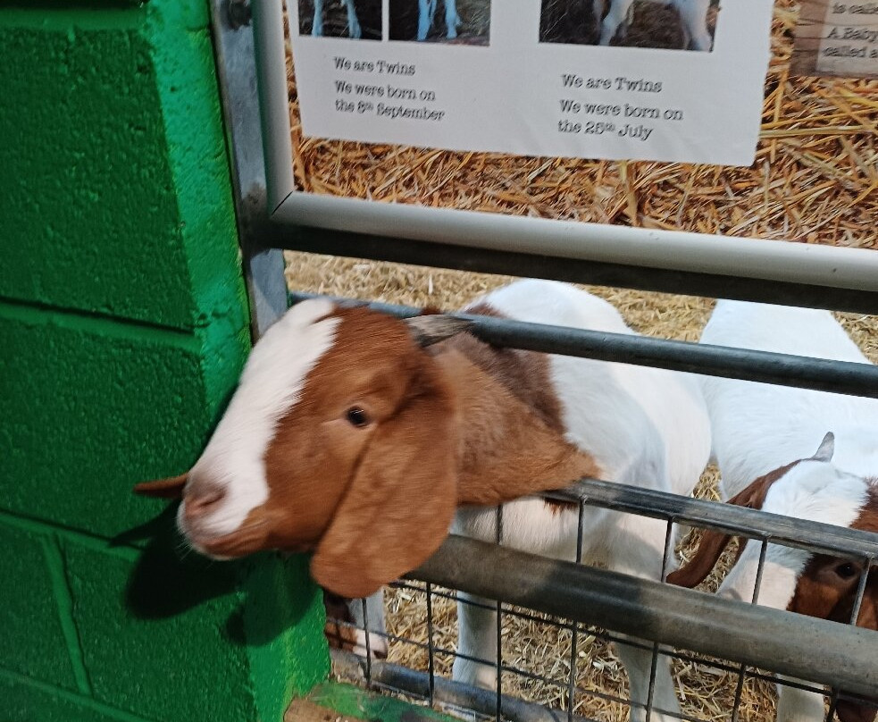 Willows Activity Farm-London Colney必去景点