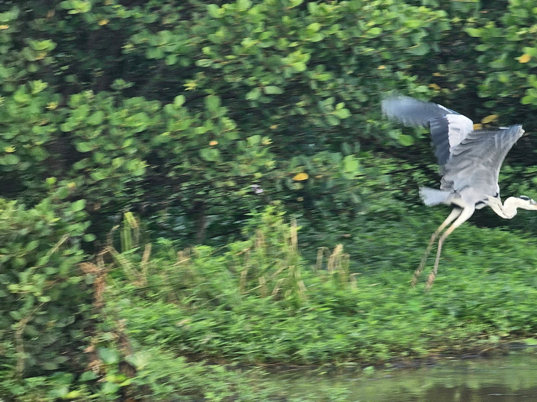 Kalametiya Lagoon Bird Sanctuary & Wetland Park-Kalametiya必去景点
