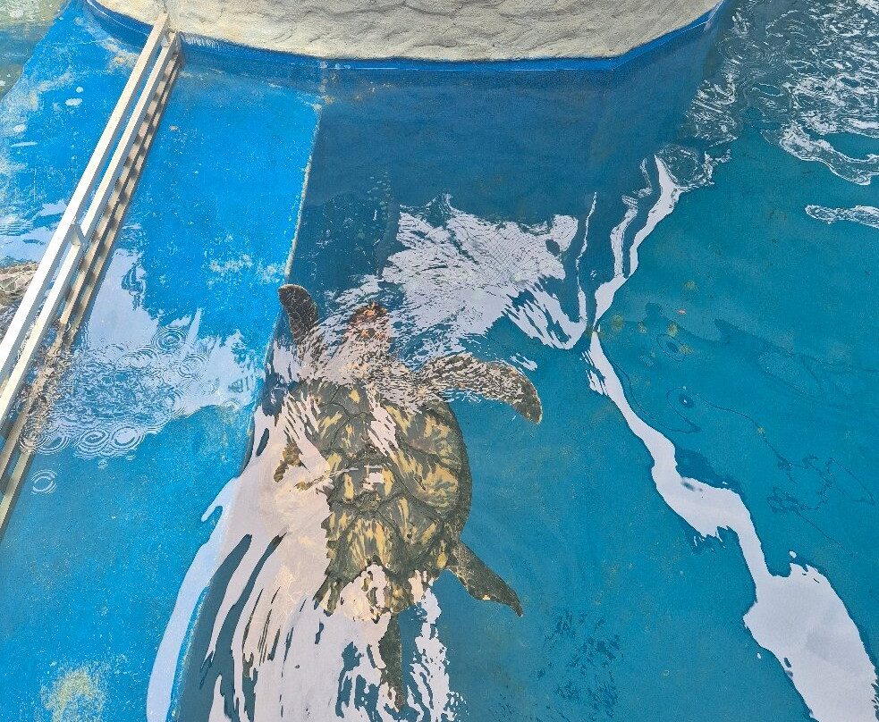 Fundação Projeto Tamar - Vitória-维多利亚必去景点