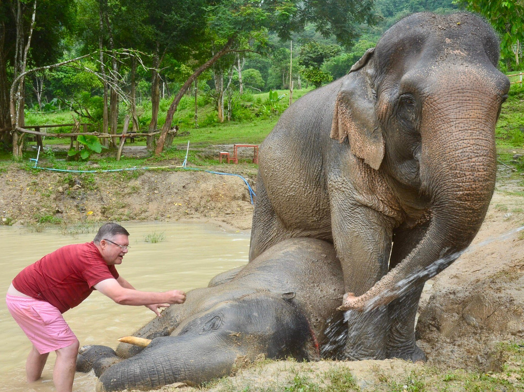 Tonsai  Elephant Care Camp Phuket-芭东海滩必去景点