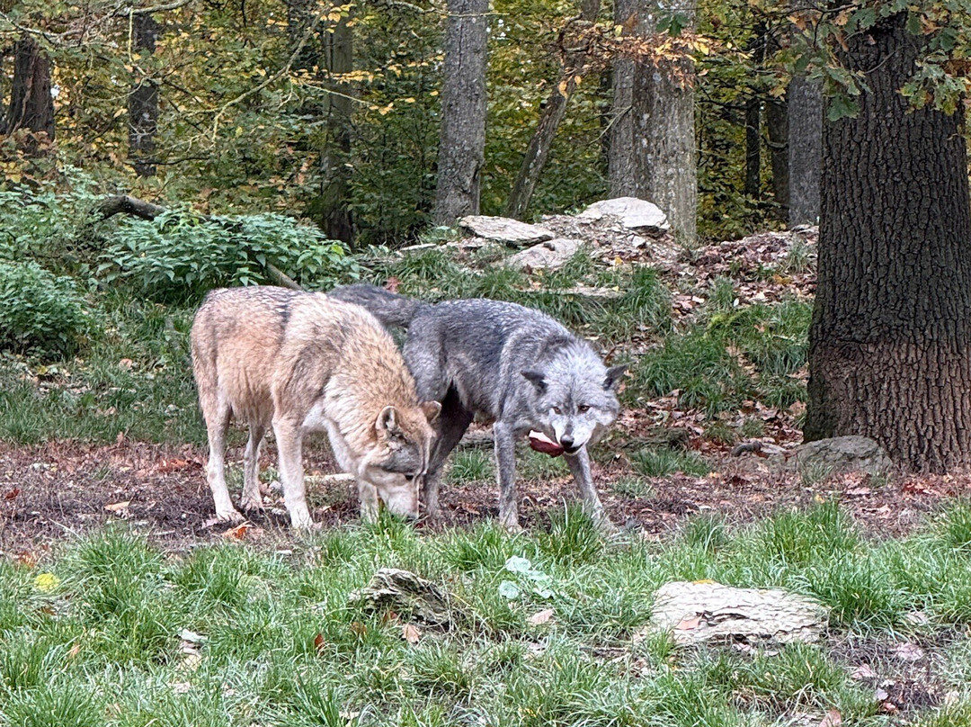 Wildpark Bad Mergentheim-巴特梅尔根特海姆必去景点