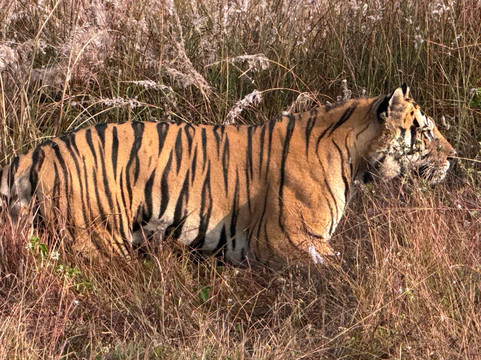 Big Cats of India-苏黎世必去景点