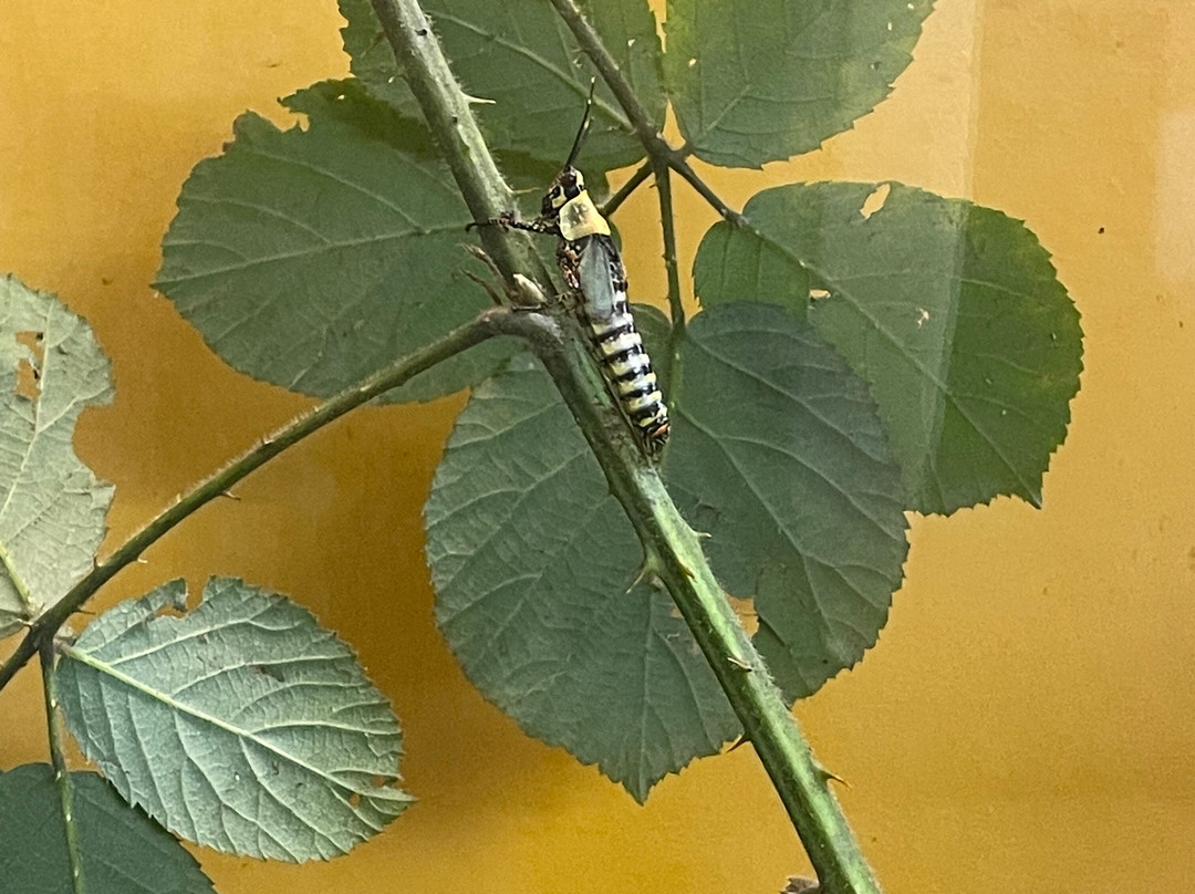 The Bug Parc-Lenwade必去景点