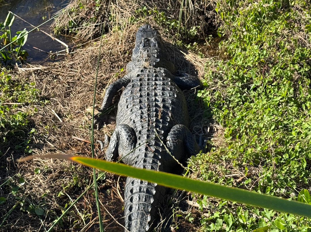 Airboat And Gator Charters-De Leon Springs必去景点