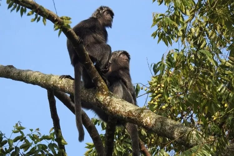 Ujung Kulon Trek-Carita必去景点