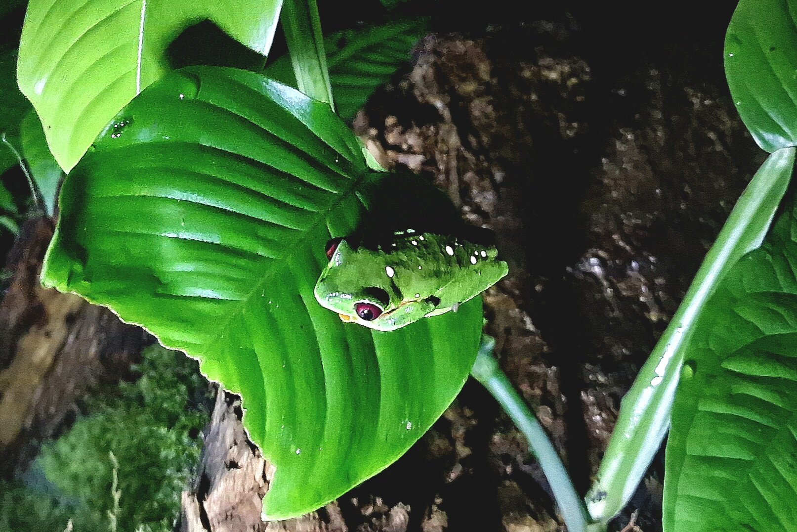 Coffee Mountain Inn-官方