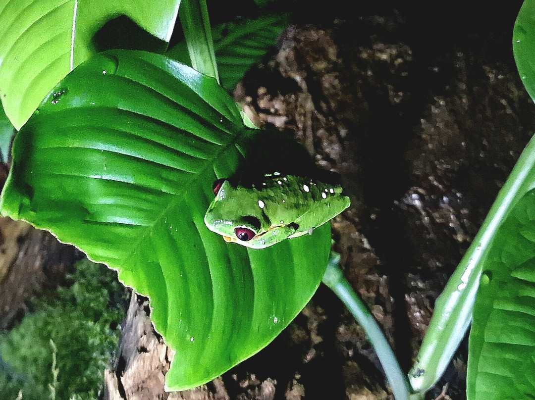 Coffee Mountain Inn主图