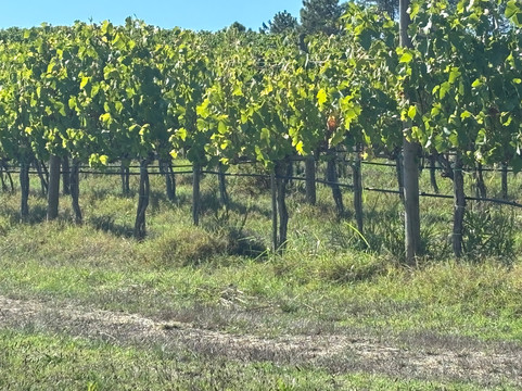 RAW Travel-墨尔本必去景点