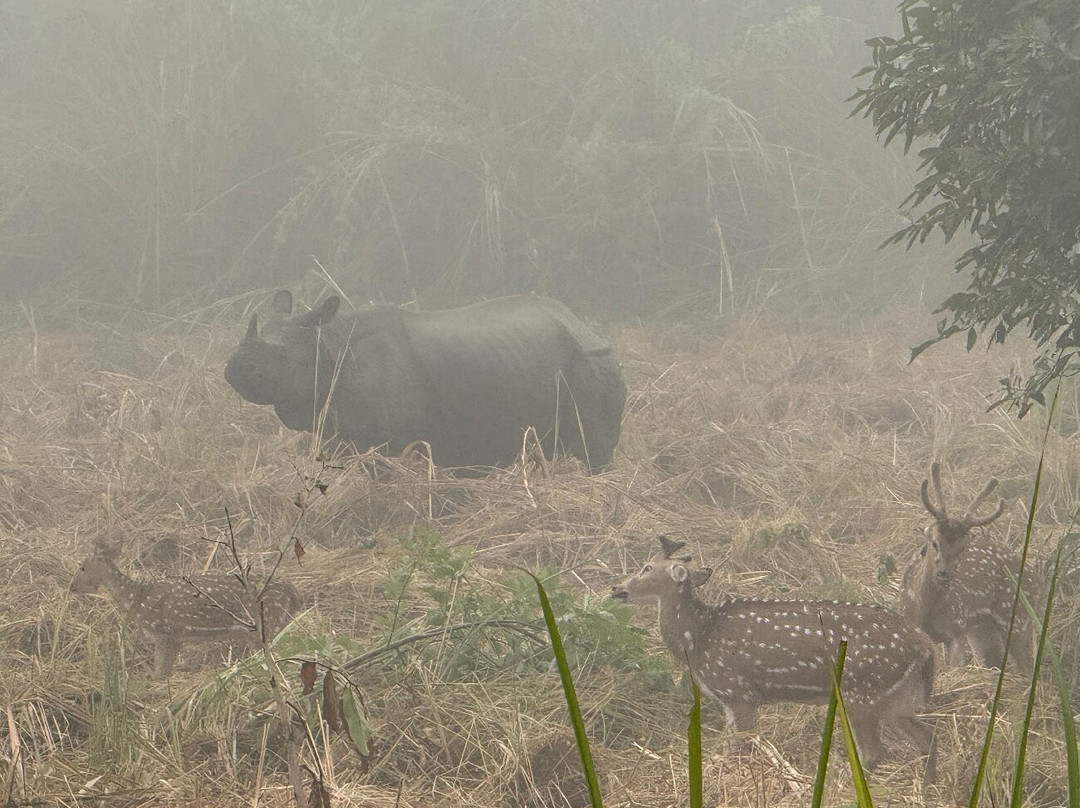 United Jungle Guide Service-奇旺国家公国必去景点