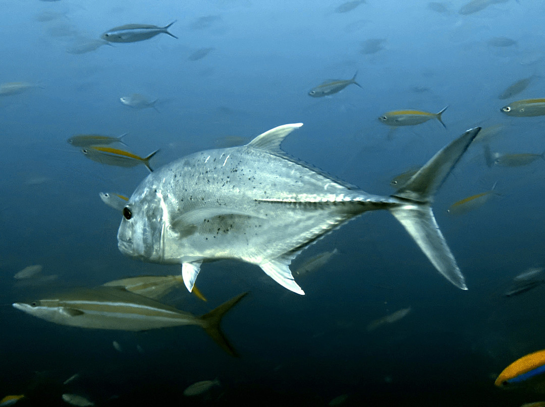 The Smiling Seahorse-拉廊必去景点