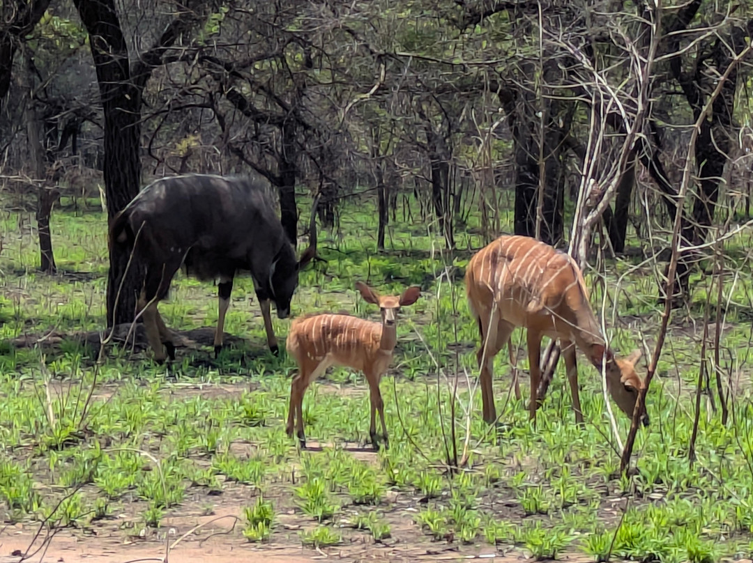 Kuti Wildlife Reserve-沙利马必去景点