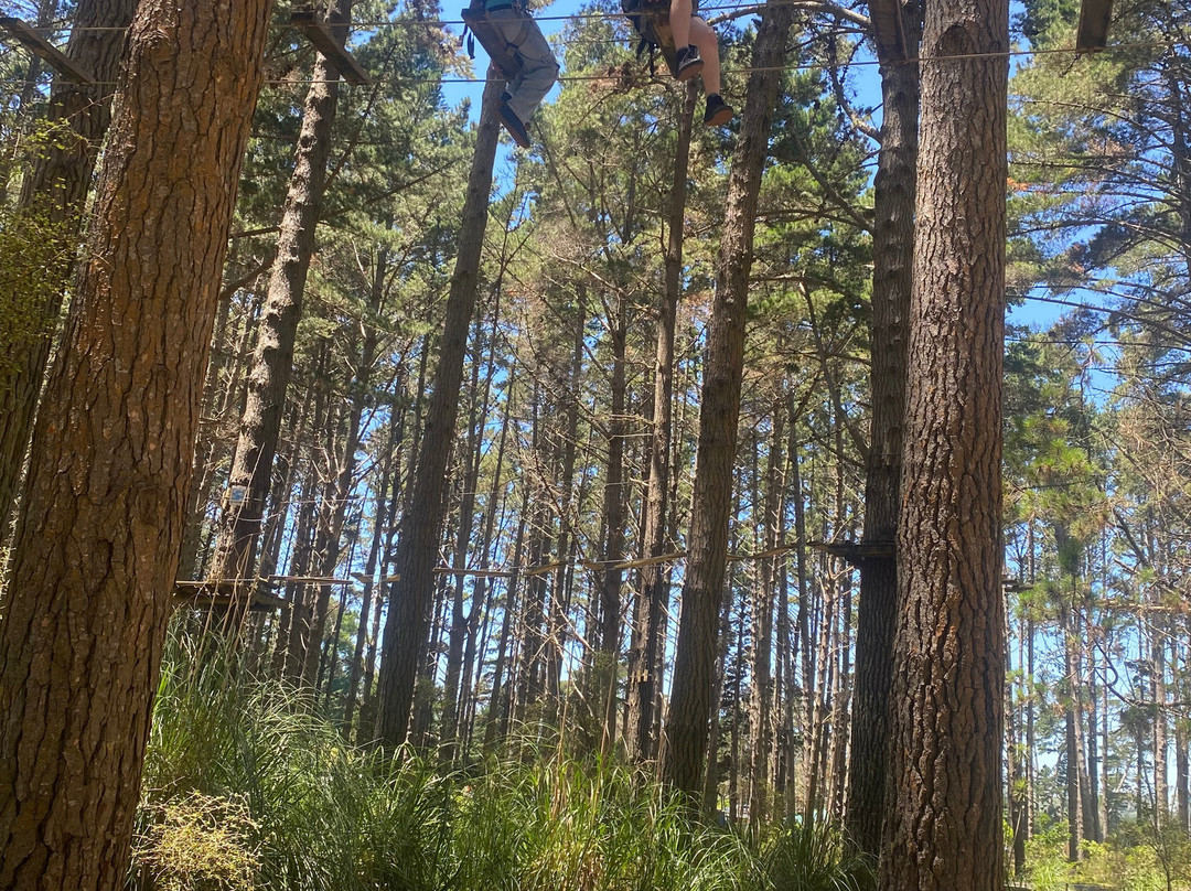 Tree Adventures-伍德山必去景点