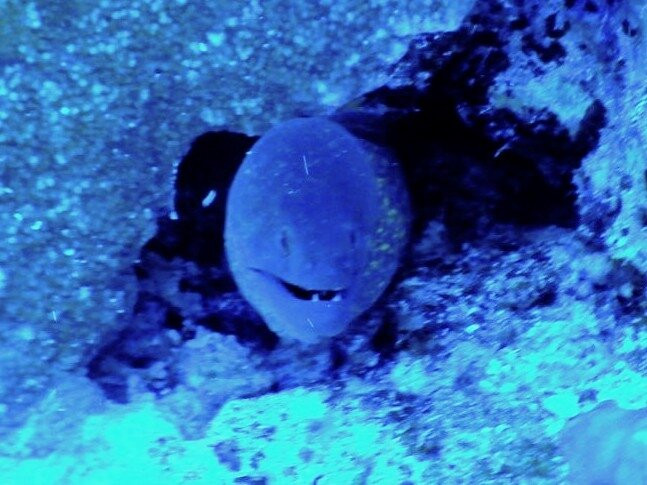 Ducks Diving Safaga-Safaga必去景点