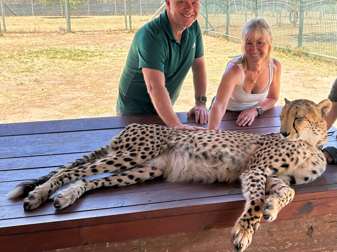 Cheetah Outreach - Somerset West-西索美塞必去景点