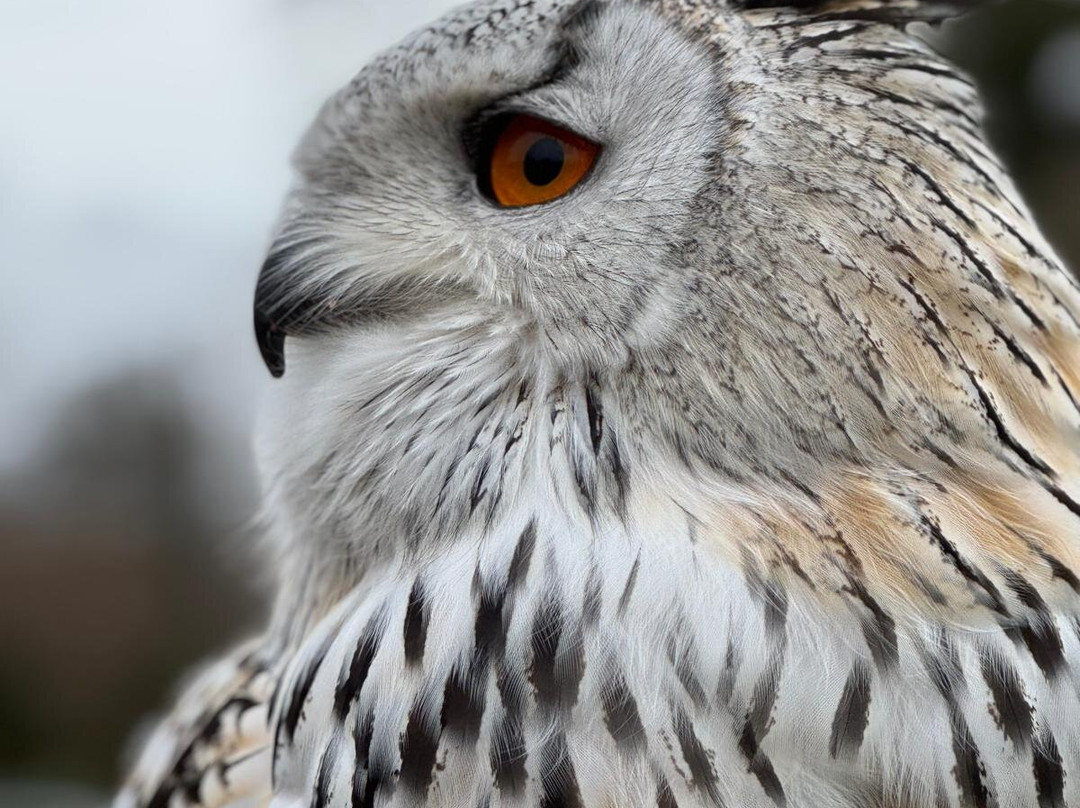 UK Owl And Raptor Centre-Groombridge必去景点