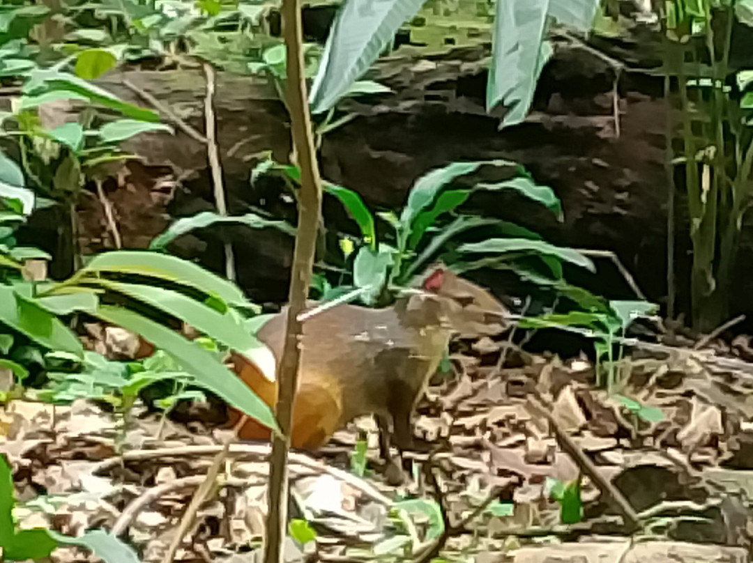 Bosque Rodrigues Alves - Jardim Botanico da Amazonia-贝伦必去景点