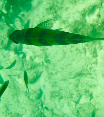 Flying Dove Tours-蒙巴萨必去景点