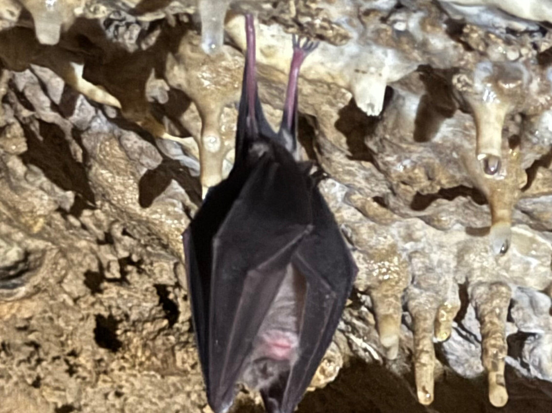 Caves du Pont d'Arcole-Hastiere-Lavaux必去景点