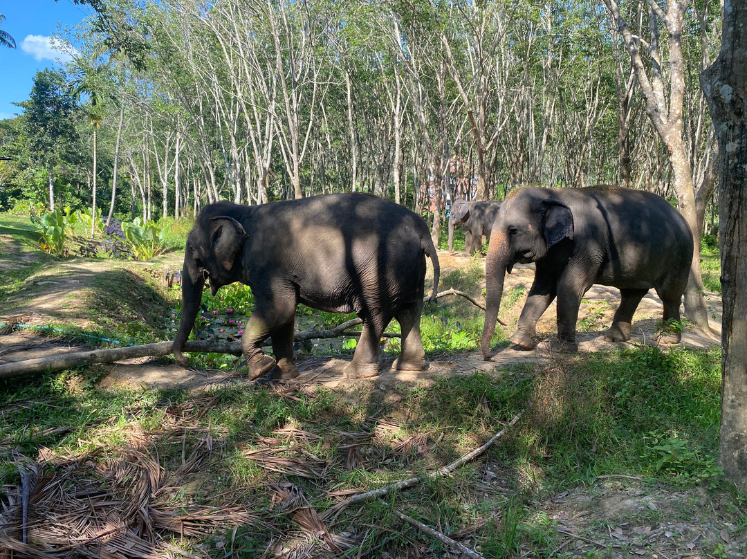 Lanta Island Elephant Lover