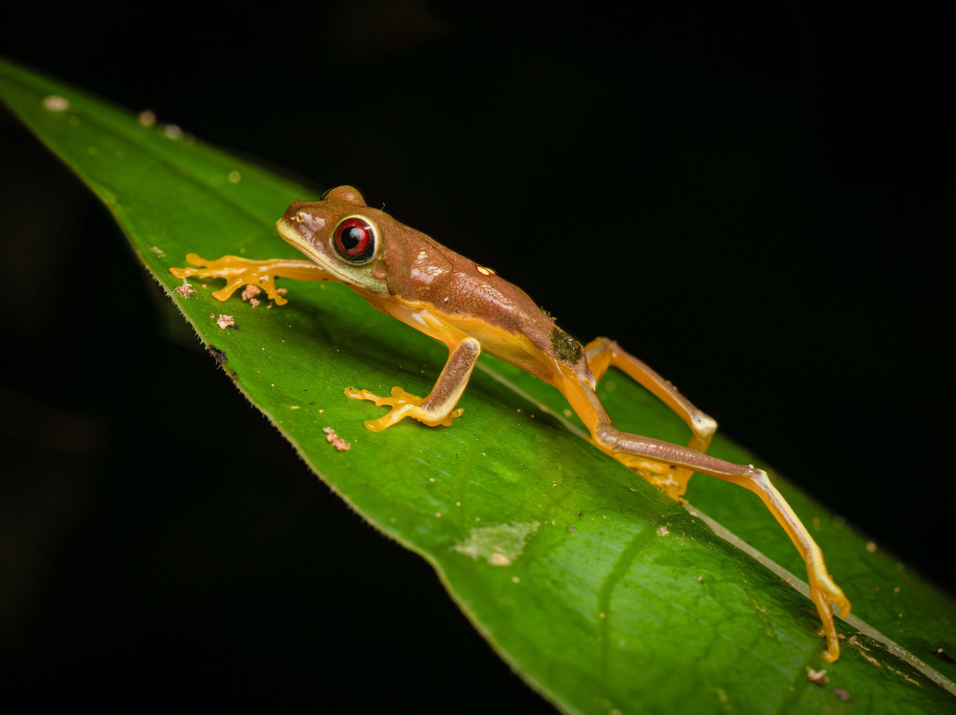 Sierpefrogs-Sierpe必去景点