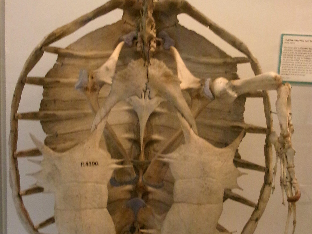 University Museum of Zoology-剑桥必去景点