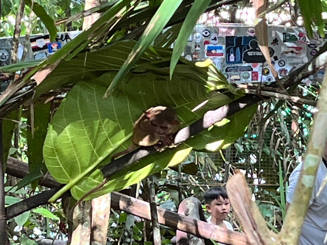 眼镜猴保护区-Bilar必去景点