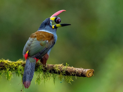 Neblina Forest-基多必去景点