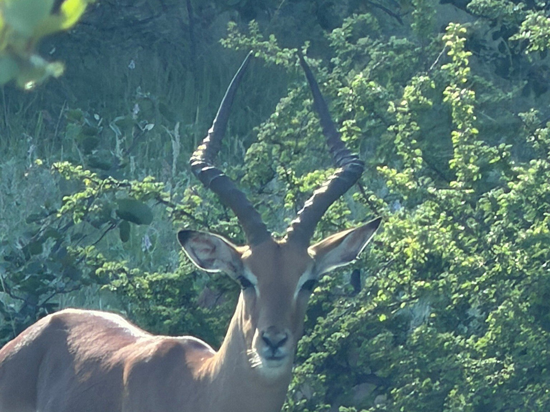 Bushveld Terrace Safari Hotel, Lodge & Spa主图