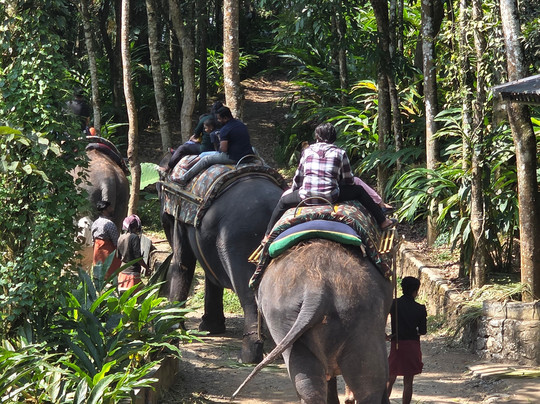 Kalpavanam Elephant Park-帖可迪必去景点
