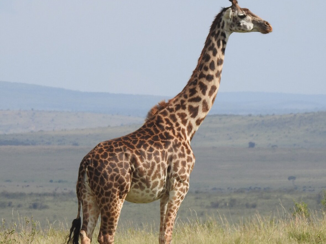 Maasai Mara National Reserve-纳罗克必去景点