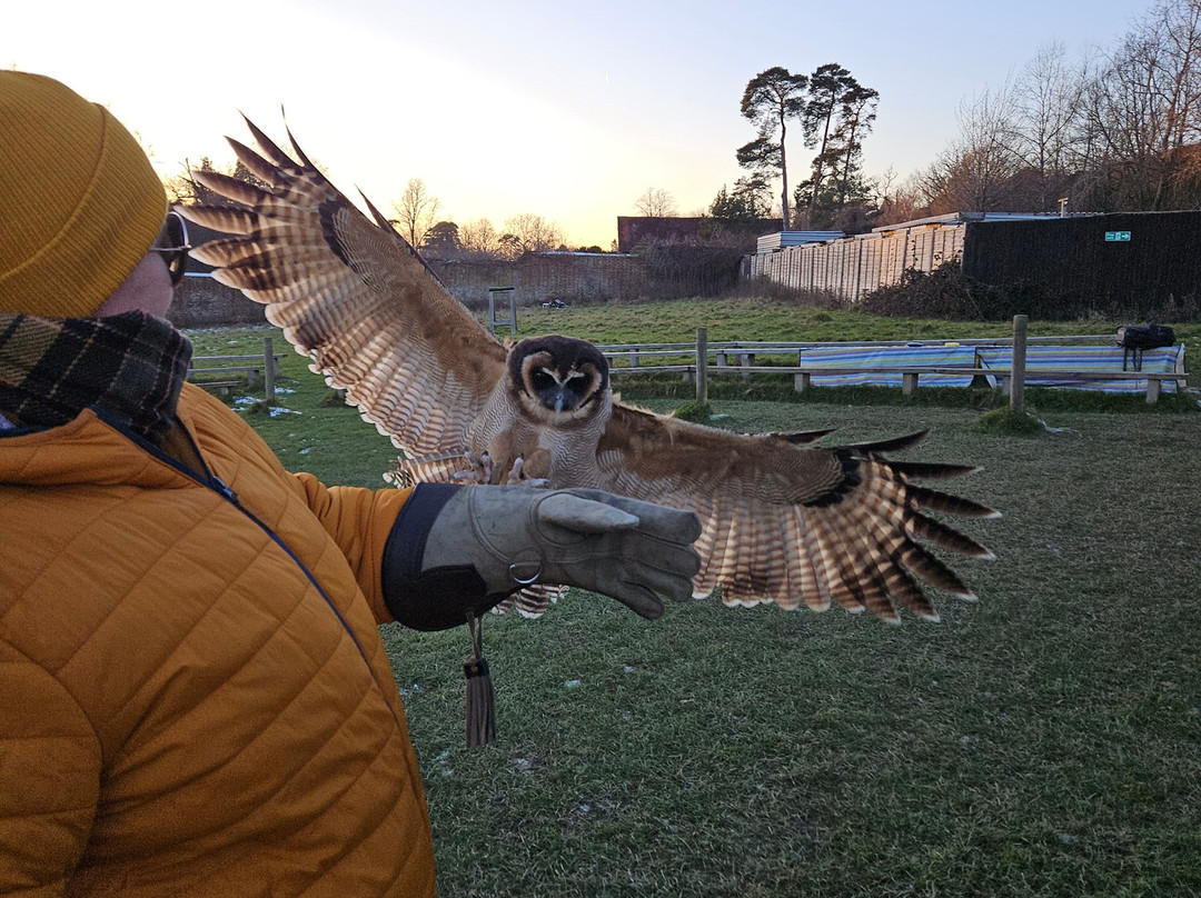 UK Owl And Raptor Centre-Groombridge必去景点
