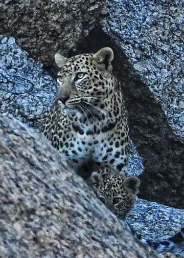 Jawai Leopard Safari Lodge主图