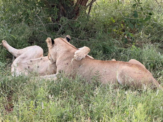 Royal Safaris-库马堤港必去景点