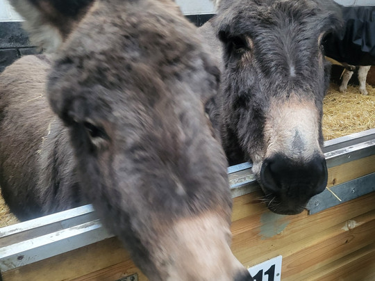 The Wonkey Donkey Visitors Centre-Knottingley必去景点