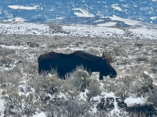 Old Faithful Snowmobile Tours - Day Tours-杰克逊必去景点