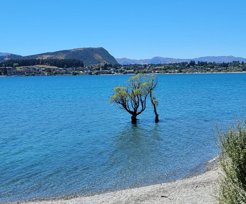 That Wanaka Tree-瓦纳卡必去景点