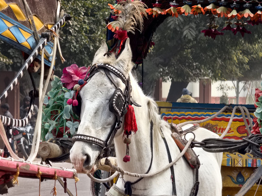 Z India Tours-斋蒲尔必去景点