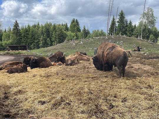 Smålandet Markaryds Älgsafari-Markaryd必去景点