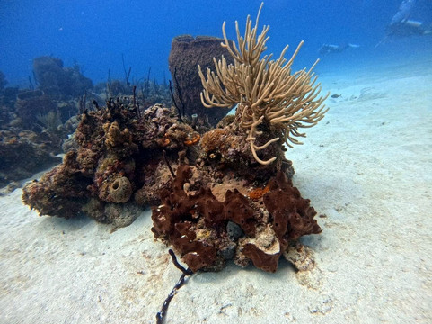 Ultra Marine Divers-蓬塔卡纳必去景点