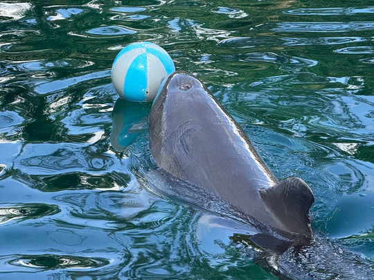 海豚发现秀-阿范特拉斯港必去景点